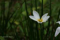 Zephyranthes candida
